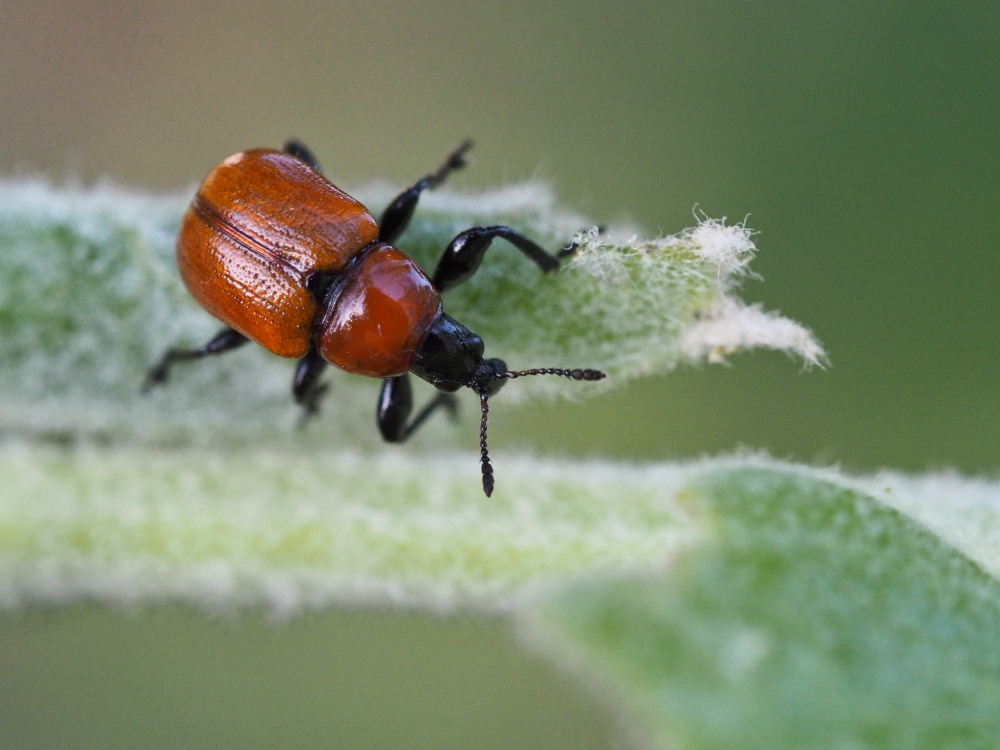 Attelabus nitens (Attelabidae) al lavoro