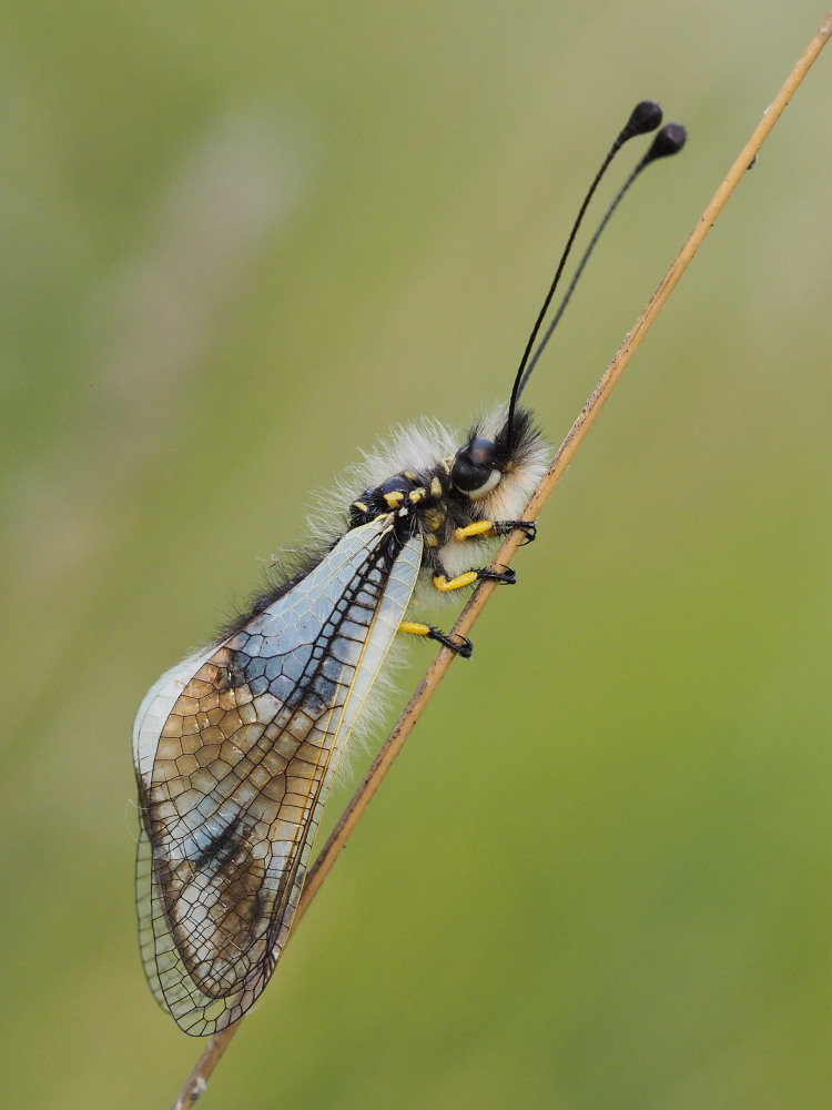 Libelloides lacteus? S !