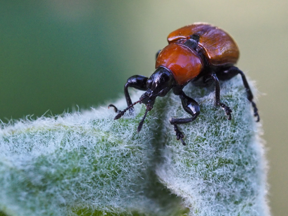 Attelabus nitens (Attelabidae) al lavoro