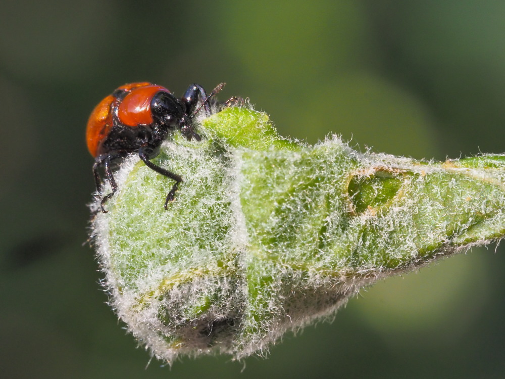 Attelabus nitens (Attelabidae) al lavoro