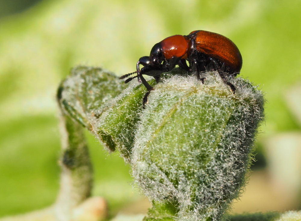 Attelabus nitens (Attelabidae) al lavoro