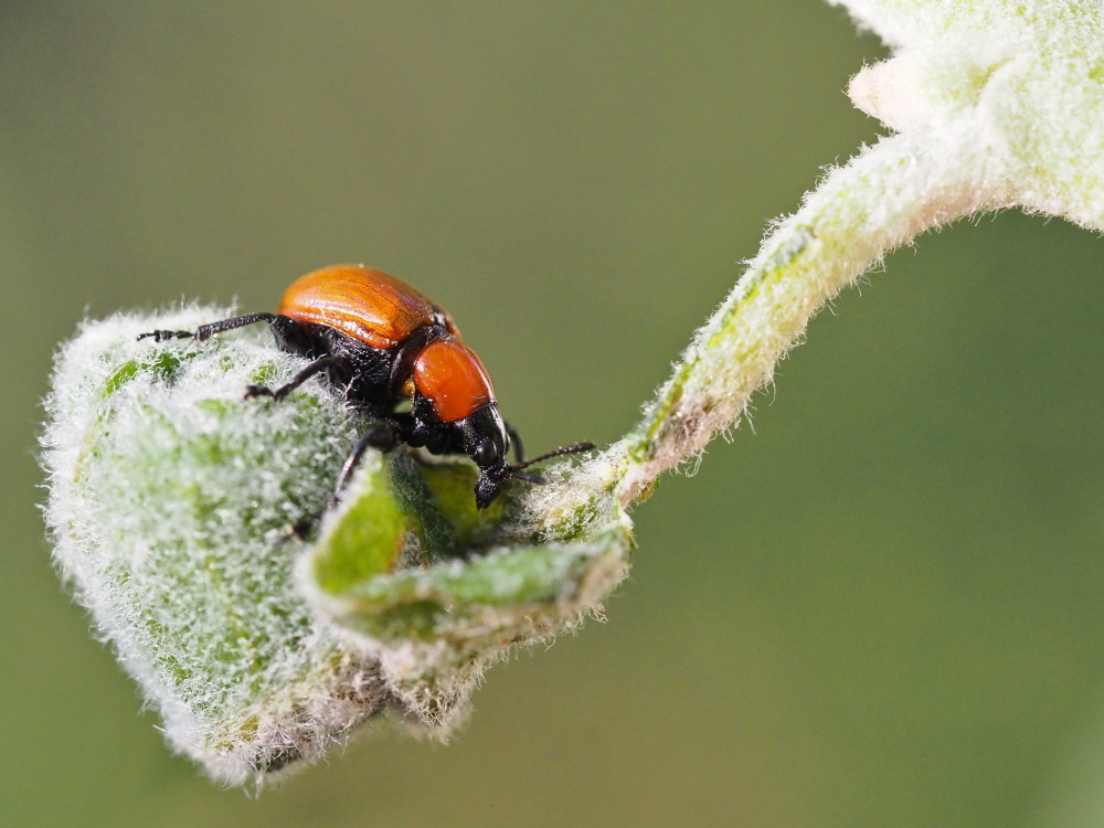 Attelabus nitens (Attelabidae) al lavoro