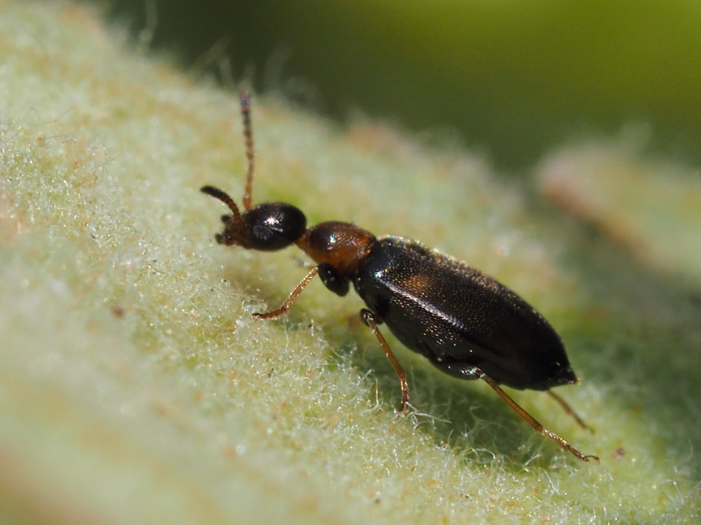 Microhoria terminata (Anthicidae)? S.