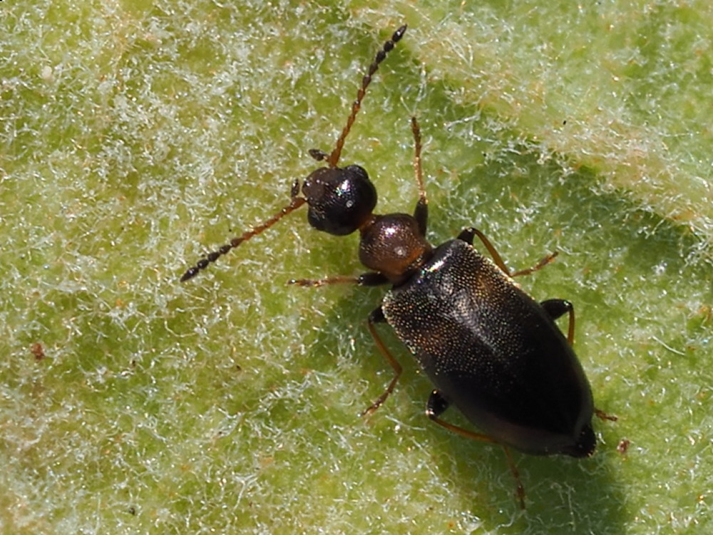 Microhoria terminata (Anthicidae)? S.