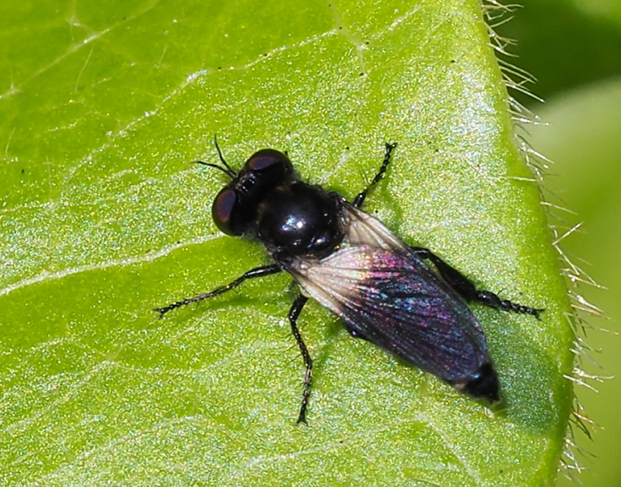 Holopogon venustus (Asilidae)