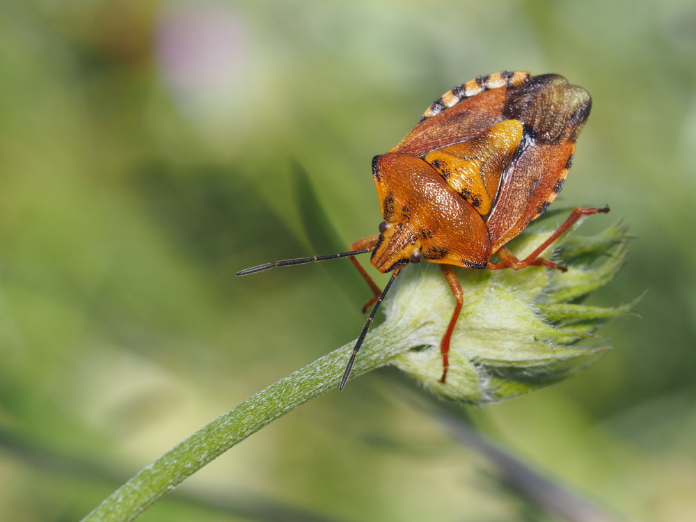 Pentatomidae: Carpocoris purpureipennis