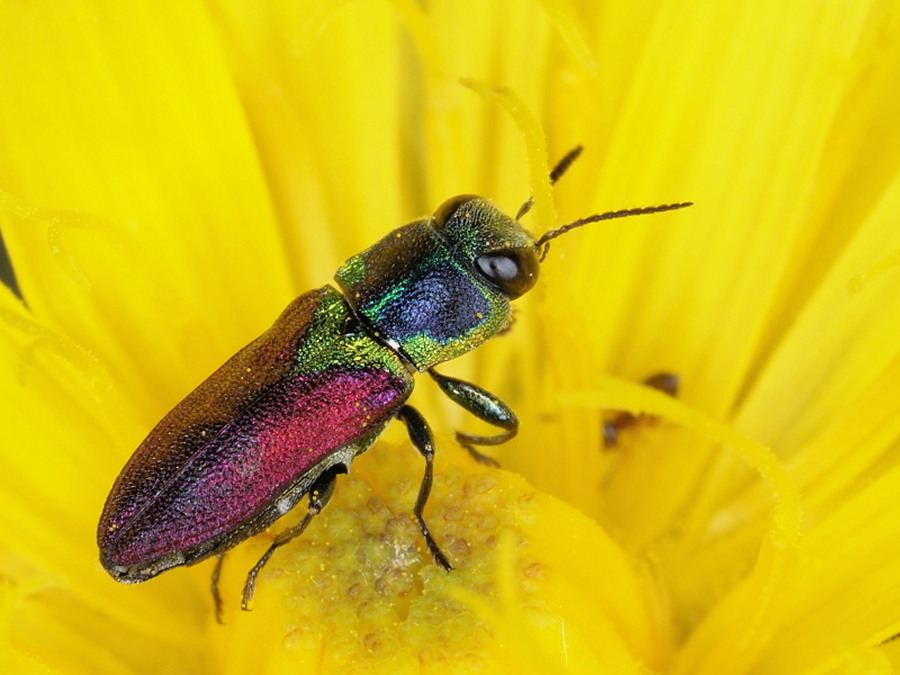 Anthaxia croesus = A. scutellaris (Buprestidae)