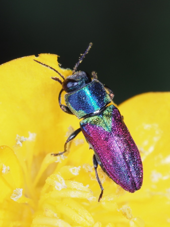 Anthaxia croesus = A. scutellaris (Buprestidae)