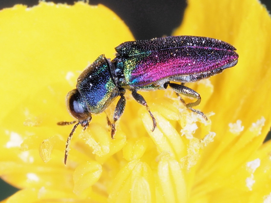 Anthaxia croesus = A. scutellaris (Buprestidae)