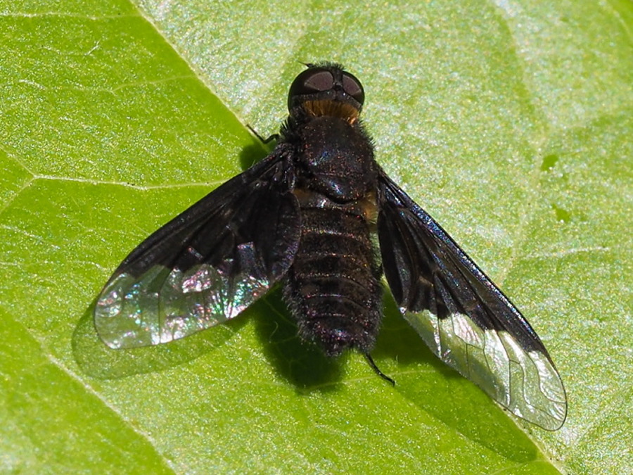 Hemipenthes morio (Bombyliidae) ?  S  !