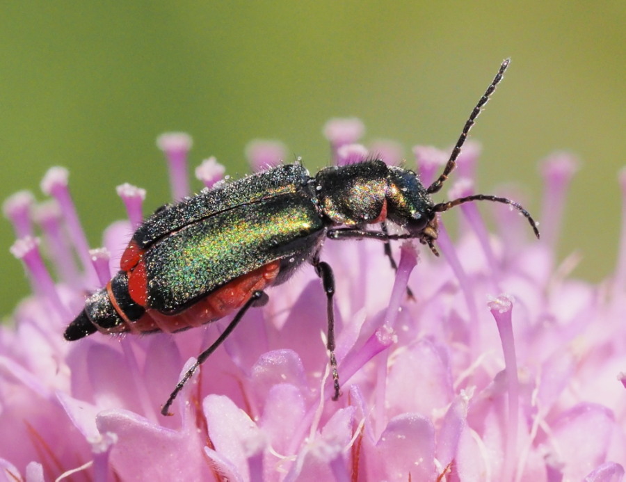 Malachius australis?