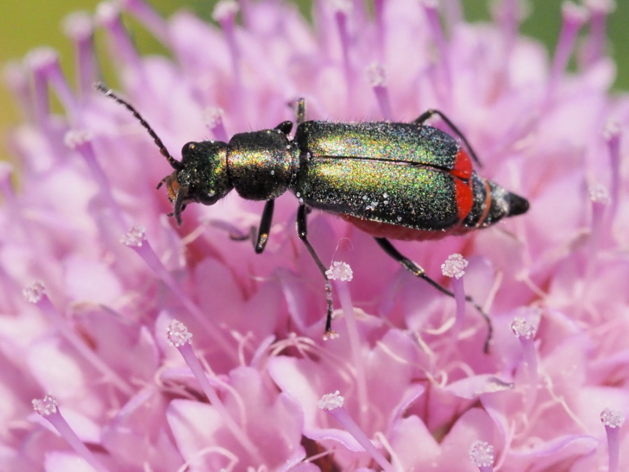 Malachius australis?