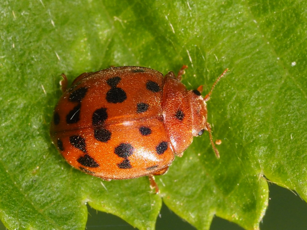 Subcoccinella vigintiquatuorpunctata? S