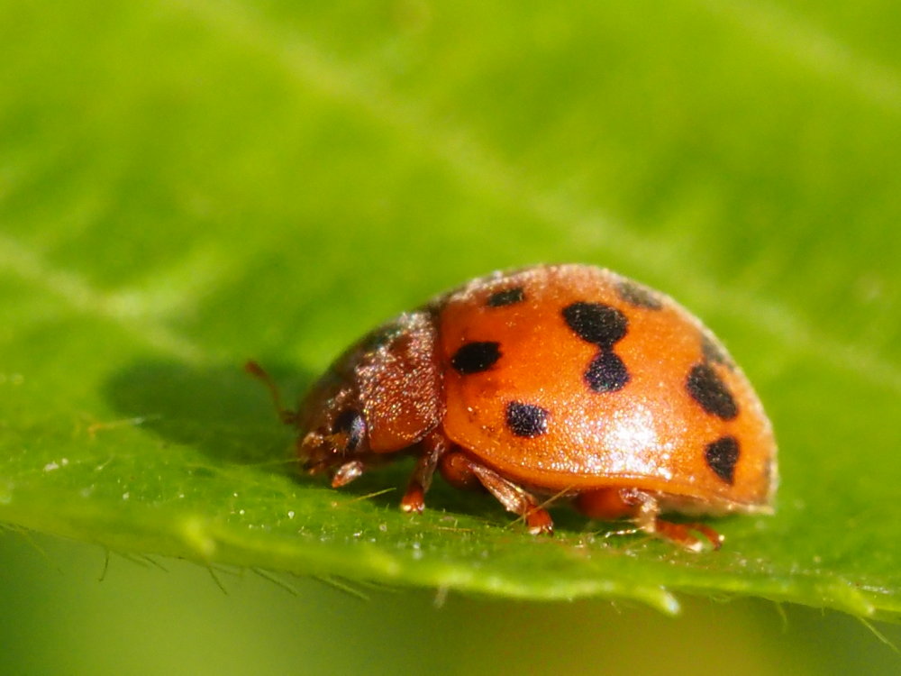 Subcoccinella vigintiquatuorpunctata? S