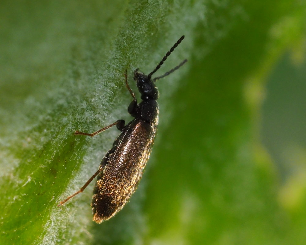 Scraptiidae: cfr. Scraptia sp.