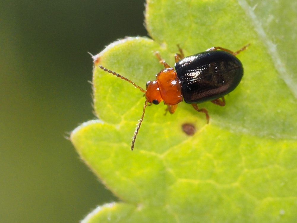 Chrysomelidae: Podagrica malvae