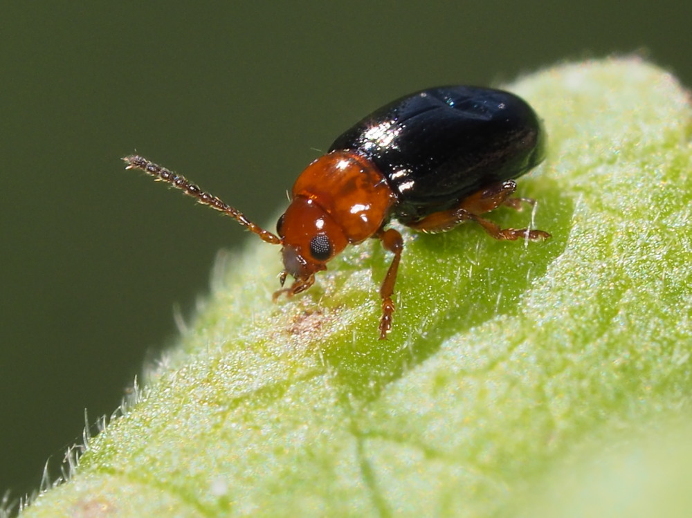 Chrysomelidae: Podagrica malvae