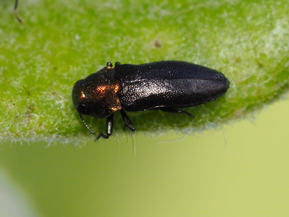 Buprestidae: Meliboeus fulgidicollis