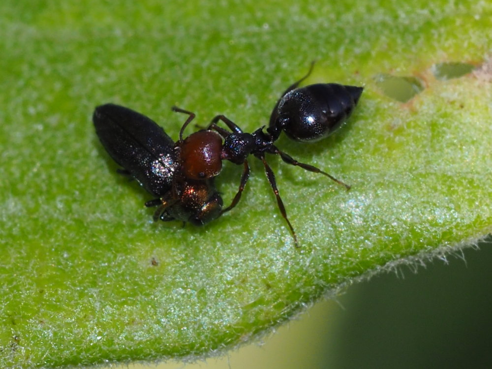 Buprestidae: Meliboeus fulgidicollis