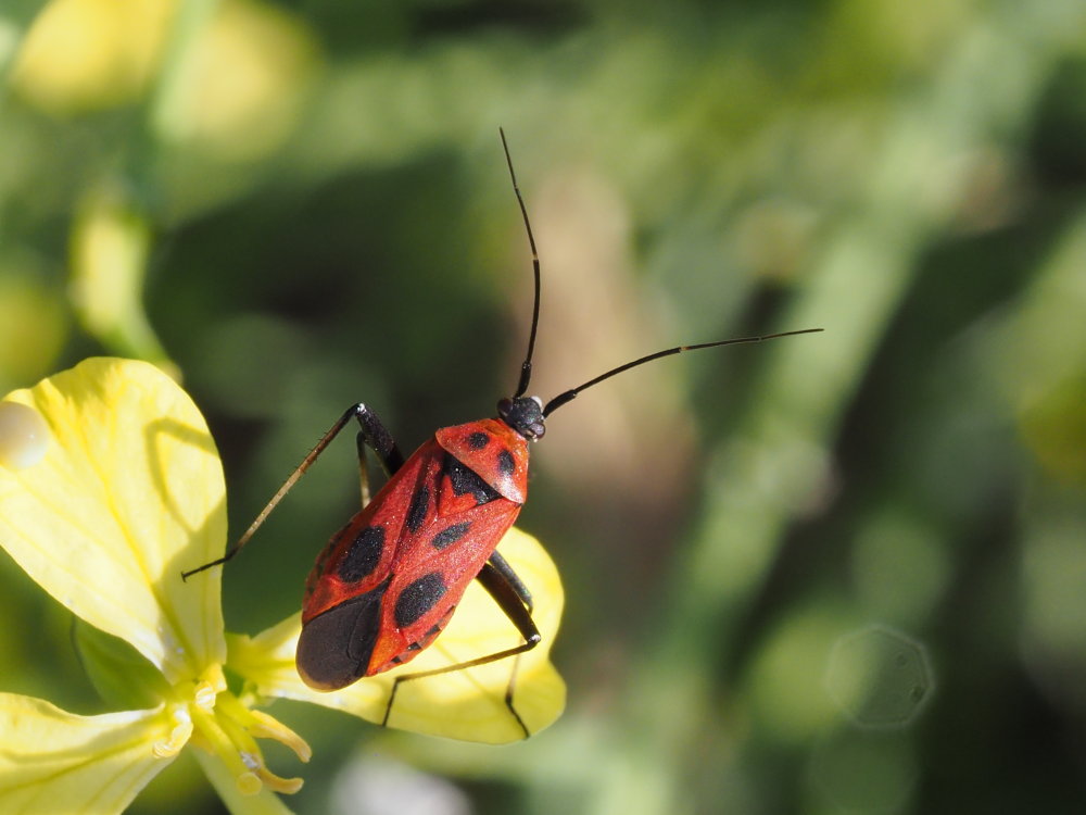 Miridae: Calocoris nemoralis del Conero