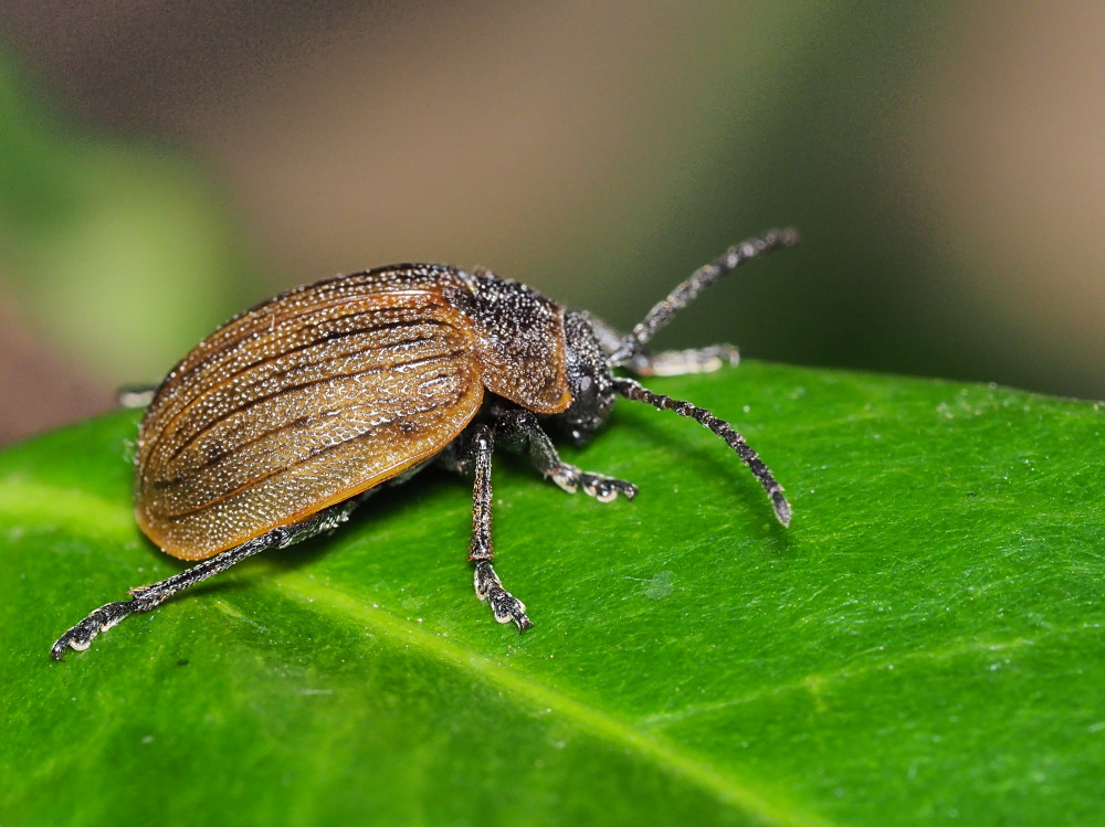 Chrysomelidae: Galeruca pomonae? S�.