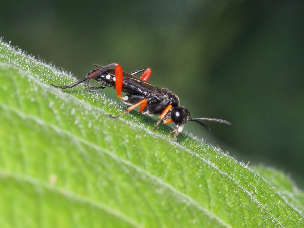 Macrophya rufipes? no, M. diversipes