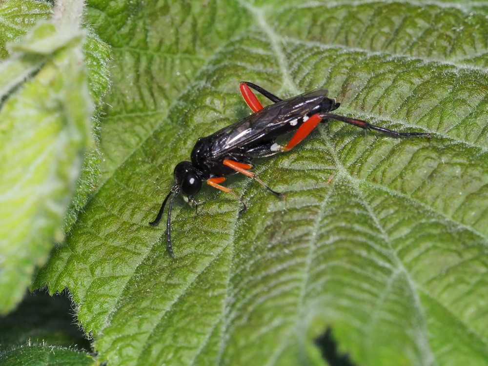 Macrophya rufipes? no, M. diversipes