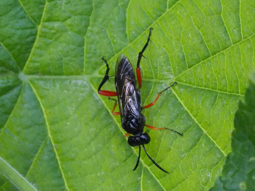 Macrophya rufipes? no, M. diversipes