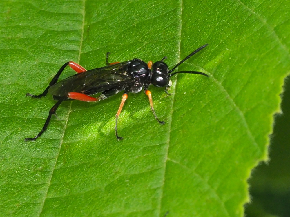 Macrophya rufipes? no, M. diversipes