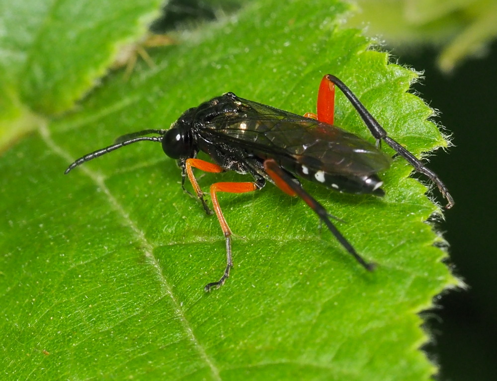 Macrophya rufipes? no, M. diversipes