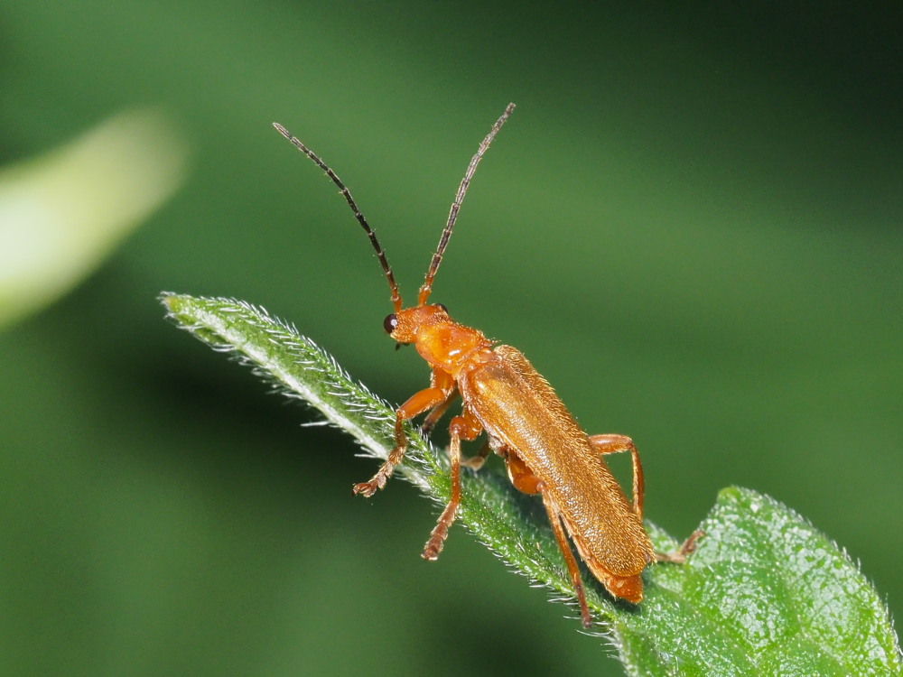 Cantharidae? S, Cantharis gr. pallida