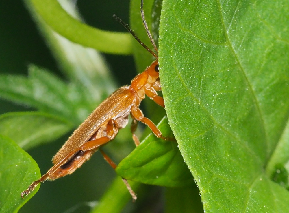 Cantharidae? S, Cantharis gr. pallida