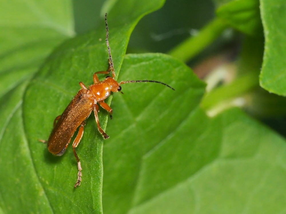 Cantharidae? S, Cantharis gr. pallida