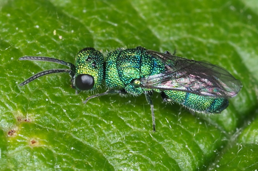 Chrysididae da identificare: Chrysidea persica