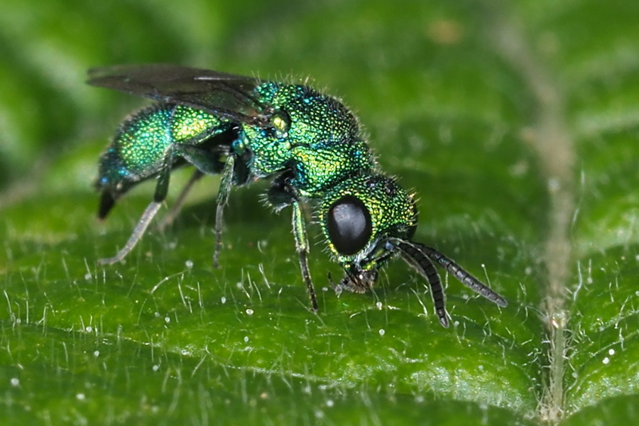 Chrysididae da identificare: Chrysidea persica