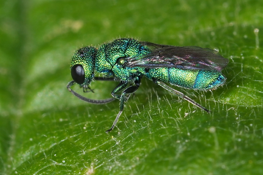 Chrysididae da identificare: Chrysidea persica