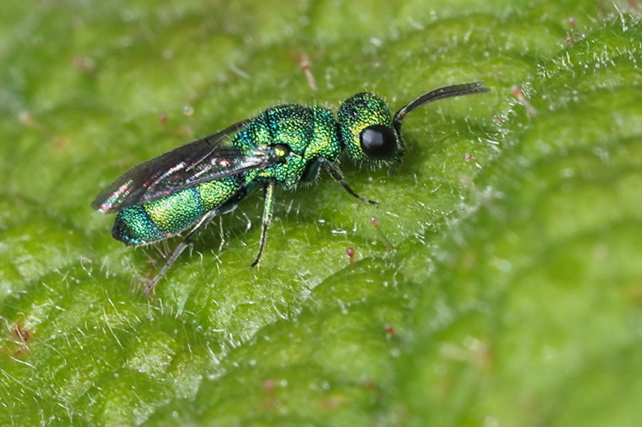 Chrysididae da identificare: Chrysidea persica