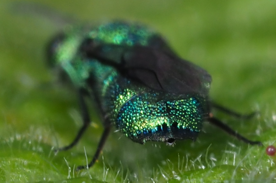 Chrysididae da identificare: Chrysidea persica