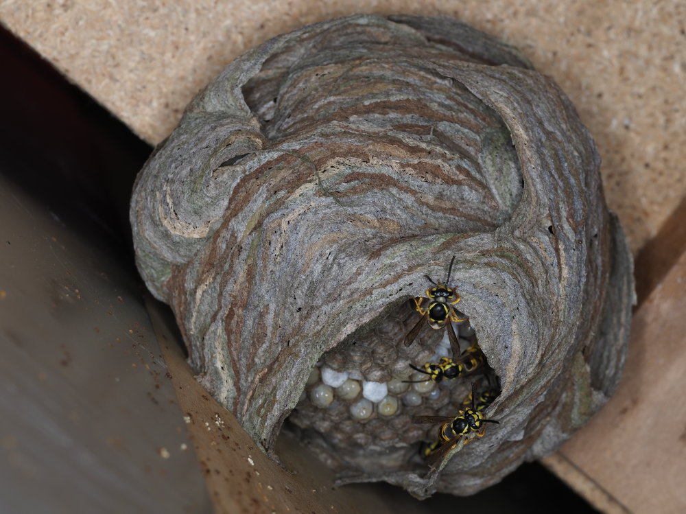 Vespidae: Dolichovespula? No,Vespula germanica