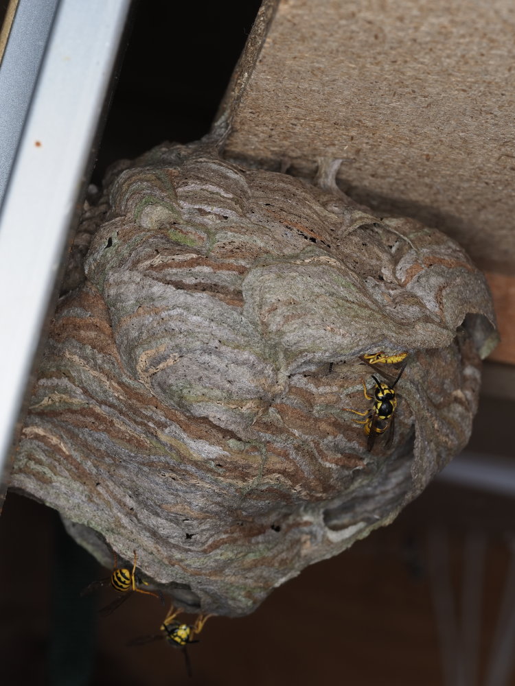 Vespidae: Dolichovespula? No,Vespula germanica