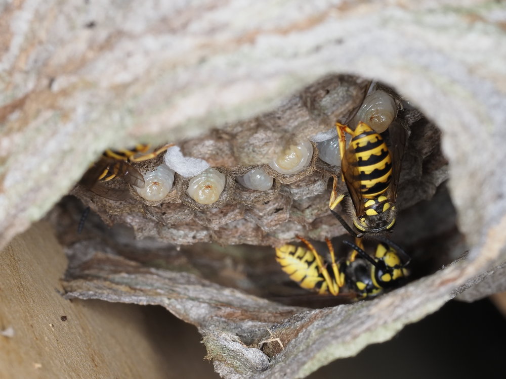 Vespidae: Dolichovespula? No,Vespula germanica