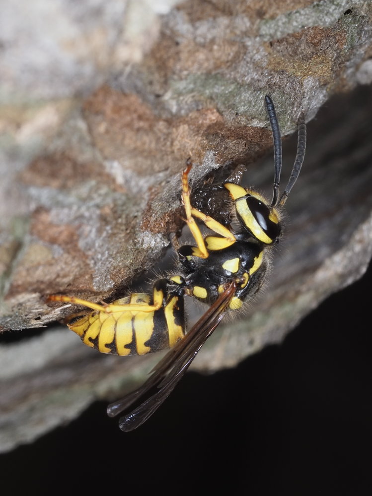 Vespidae: Dolichovespula? No,Vespula germanica