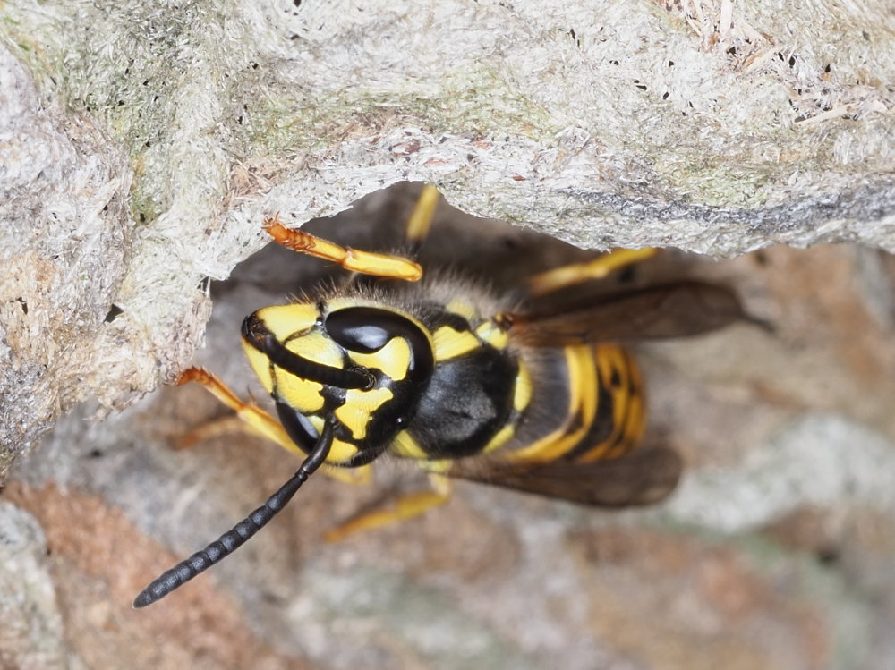 Vespidae: Dolichovespula? No,Vespula germanica