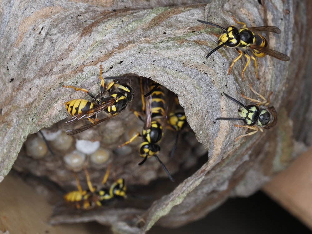 Vespidae: Dolichovespula? No,Vespula germanica