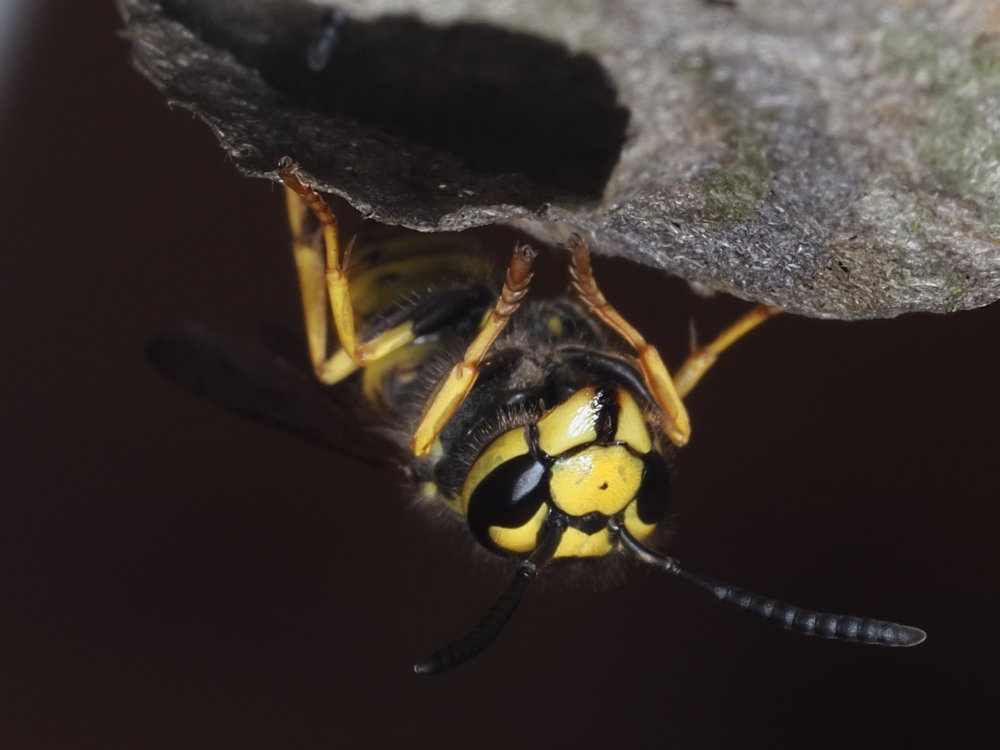 Vespidae: Dolichovespula? No,Vespula germanica