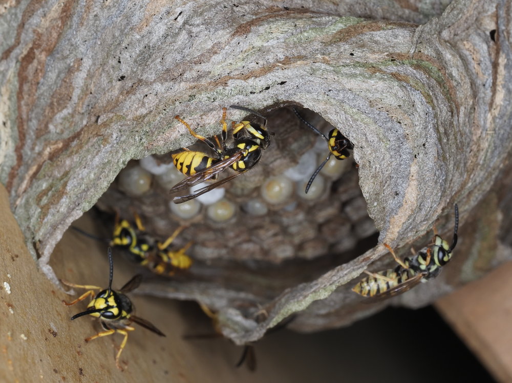 Vespidae: Dolichovespula? No,Vespula germanica