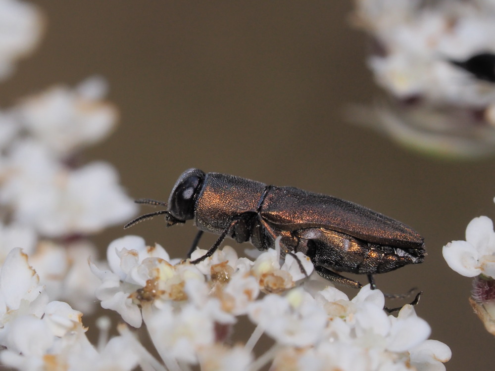 Buprestidae da id: Anthaxia umbellatarum ed altre.