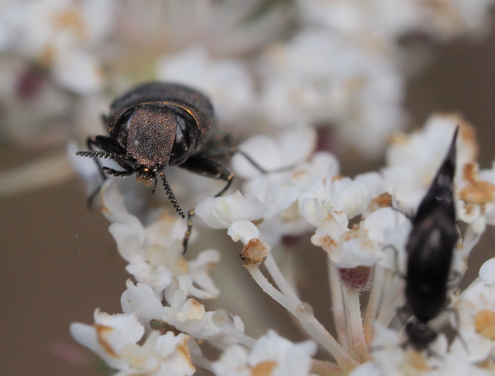 Buprestidae da id: Anthaxia umbellatarum ed altre.