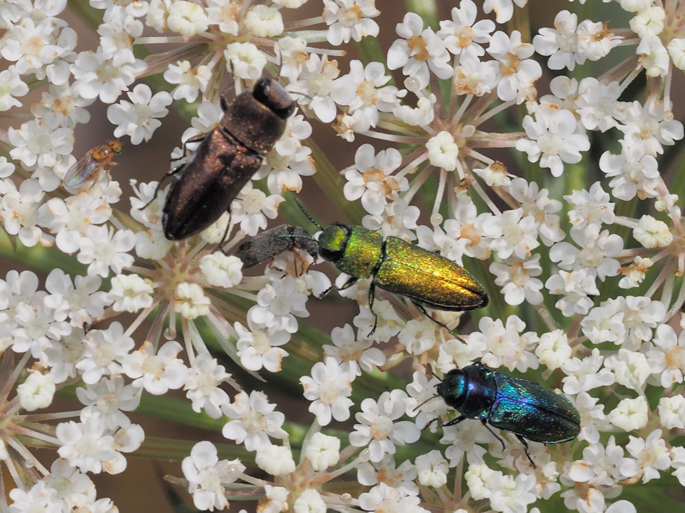 Buprestidae da id: Anthaxia umbellatarum ed altre.