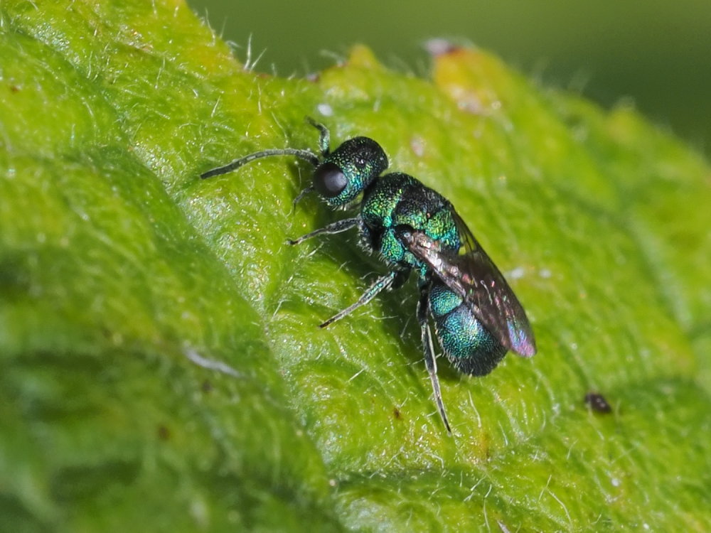 Chrysididae da identificare: Hedychridium monochroum